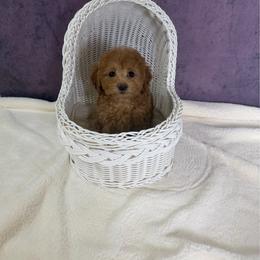Rosie(AKC) - Apricot female Poodle puppy in Moreno Valley, California from Yanni's Poodle