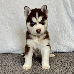 Beau (Green) - Red and white male Siberian Husky puppy in Ellijay, Georgia from Appalachian Siberians LLC
