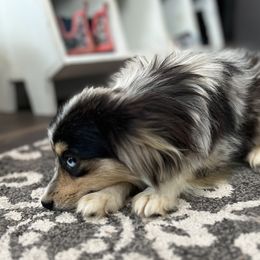 Dutton - Toy Australian Shepherd