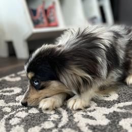 Dutton - Toy Australian Shepherd