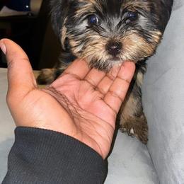 Clover - Black and tan male Yorkshire Terrier puppy in Lynwood, Illinois from SaintNicksWay