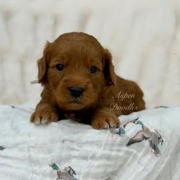 River (Grey collar) - Apricot male Goldendoodle puppy in Salem, Utah from Aspen Doodles