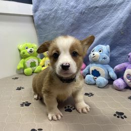 Rad - Red male Pembroke Welsh Corgi puppy in Apison, Tennessee from Ashmore Corgis