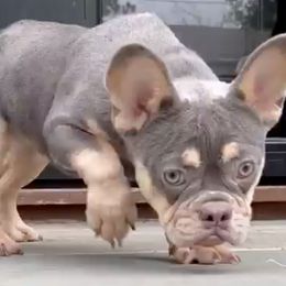 French Bulldogs from Dfbhueso