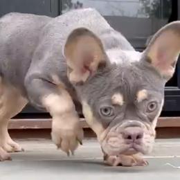 French Bulldogs from Dfbhueso