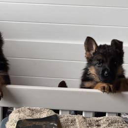 German Shepherd Puppies from Golden Ridge