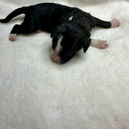 Black and white - Black and white male Bernedoodle puppy in Holt, Missouri from Mindys Doodles