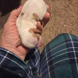 Boy 3 - Blenheim male Cavalier King Charles Spaniel puppy in Charity, Missouri from Missouri. Cavaliers