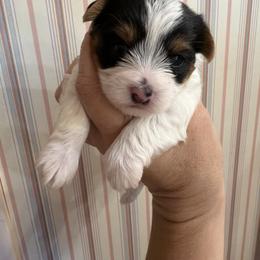 Dots - Parti female Yorkshire Terrier puppy in Carlsbad, New Mexico from Cassandra Lopez