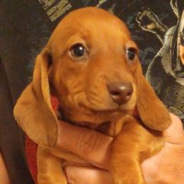 Meg (Red) - Red female Dachshund puppy in Frankfort, Kentucky from Gigi's Dachshunds