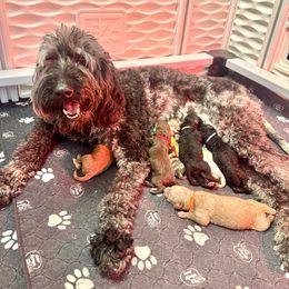 Girl 1 - Merle female Goldendoodle puppy in Pulaski, Tennessee from Doodle My Heart