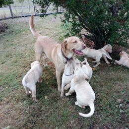 Labrador Retriever Puppies from Taylor Maid Labradors