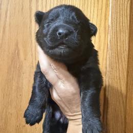 Pink collar - Black and tan female German Shepherd puppy in Worthington, Indiana from Aus Gerstbrei German Shepherds