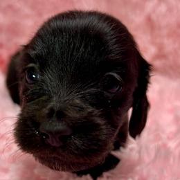 Philia - Black female Dachshund puppy in Huntington, Arkansas from Rockstar.Weiners