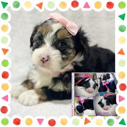 Lollipop - Black tri-color female Aussiedoodle puppy in Houston, Texas from Jomelkin Furry Pals