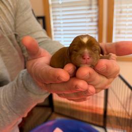 Bindi - Ruby female Cavalier King Charles Spaniel puppy in Gonzales, Texas from Veach Cavaliers & Farm
