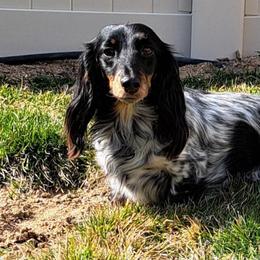 Dachshunds from Schön Duchshund