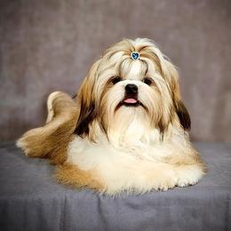 Leo - Shih Tzu
