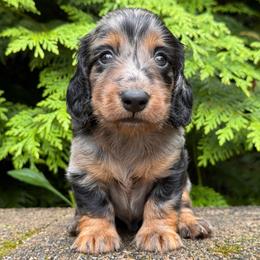 Hunter 4000 - Dapple male Dachshund puppy in Steele, Alabama from Taylored Dachshunds