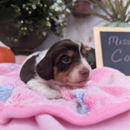 Red collar/Cora - Dachshund puppy from Northland Dachshunds