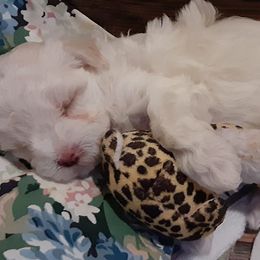 Maltipoos from Maltipoo Mn