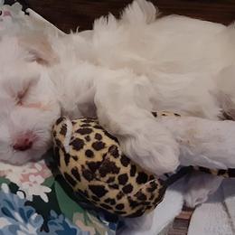 Maltipoos from Maltipoo Mn