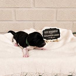 MT Nest's Calamity Jane - Parti female Goldendoodle puppy in Clyde, Texas from MTNest Doodles