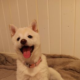 Pug and Shiba Inu Puppies from khshibas-khpugs