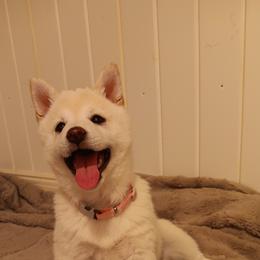 Pug and Shiba Inu Puppies from khshibas-khpugs