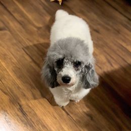 Tori - Cockapoo