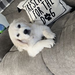 Golden Retriever Puppies from Life is Golden Retrievers