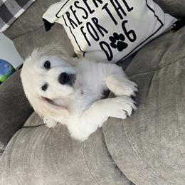 Golden Retriever Puppies from Life is Golden Retrievers