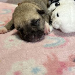 Zebra - Yellow female Black Mouth Cur puppy in Warsaw, Missouri from Heritage Cow Dogs