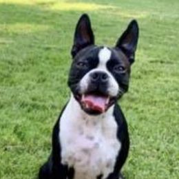 Boston Terriers and Pugs from Brenda's Puppies