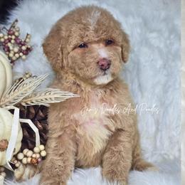 Cove - Yellow and white male Bernedoodle puppy in Cleveland, Georgia from Jam's Doodles And Poodles