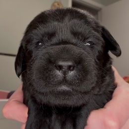 Lucy - Black female Labrador Retriever puppy in Cleveland, Ohio from Brookside Labrador Retrievers