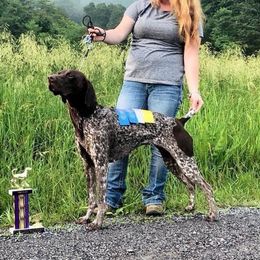 Holly - German Shorthaired Pointer