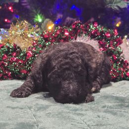 Pink Collar - Brindle female Poodle puppy in Patterson, California from Paterson Poodles