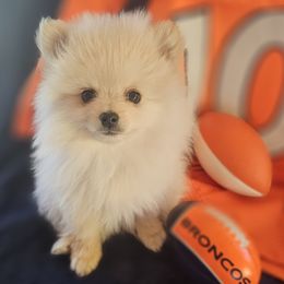 Sherman - Cream male Pomeranian puppy in Granby, Colorado from Grand Poms
