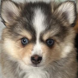 Axel - Tri-color male Pomsky puppy in Piedmont, South Carolina from Carolina Pomskies LLC