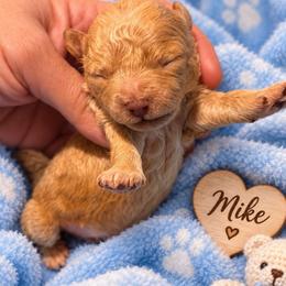 Mike - Brown male Shihpoo puppy in Cooper City, Florida from Jenny La Bone