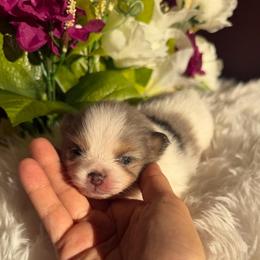 Diamond - Blue merle female Pomeranian puppy in California from T & D Dream Poms