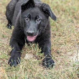 Boy 2 - Black German Shepherd puppy in St. Louis, Missouri from Schengbier's German Shepherds