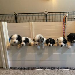 Australian Shepherd Puppies from Kristi Speck