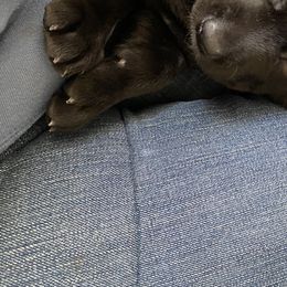 Girl 1 - Labrador Retriever puppy in Lakeville, Minnesota from Midnight Labradors