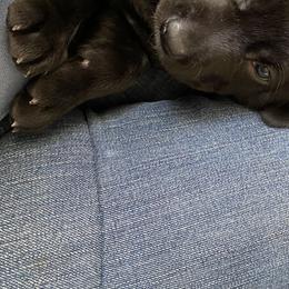 Girl 1 - Labrador Retriever puppy in Lakeville, Minnesota from Midnight Labradors