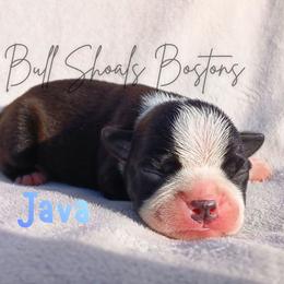 Java - Black and white male Boston Terrier puppy in Lead Hill, Arkansas from Bull Shoals Bostons