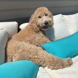 Checy - Aussiedoodle