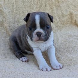 Ocean - Blue male Boston Terrier puppy in Perry, Oklahoma from Sitsler Bostons