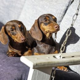 Princess - Dachshund